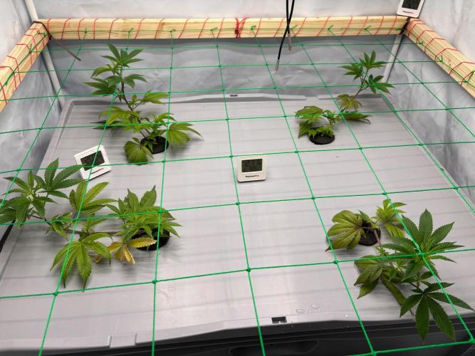 Gorilla Z. Week 3