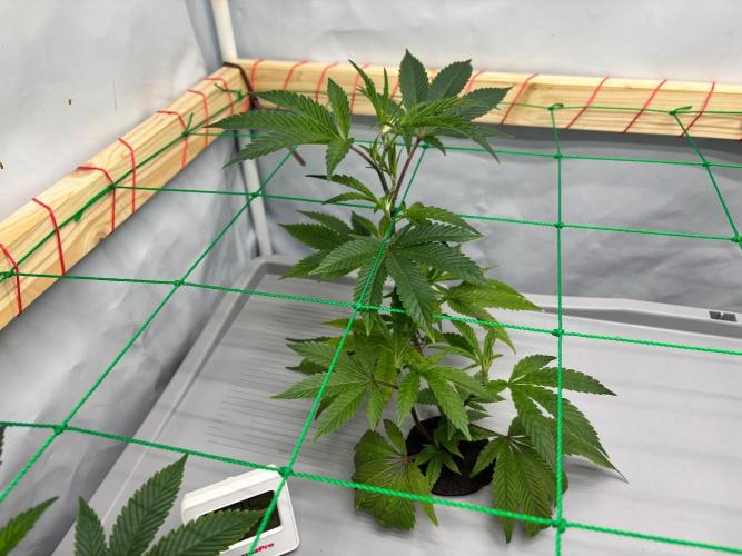 Gorilla Zkittlez in a big box. Week 3 - Day 19
Plant no.2 10:00pm……