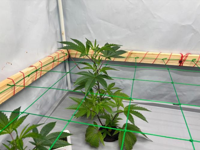 Gorilla Z. Week 3