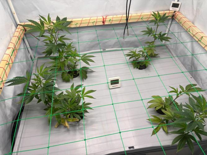 Gorilla Zkittlez in a big box. Week 3 - Day 21
Before weaving 
