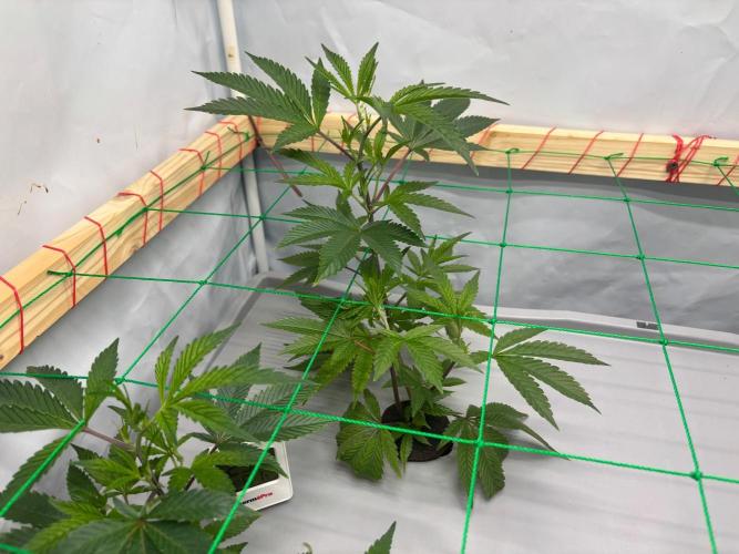 Gorilla Zkittlez in a big box. Week 3 - Day 21
Before weaving 