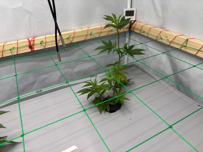 Gorilla Zkittlez in a big box. Week 3 - Day 21
Before weaving 