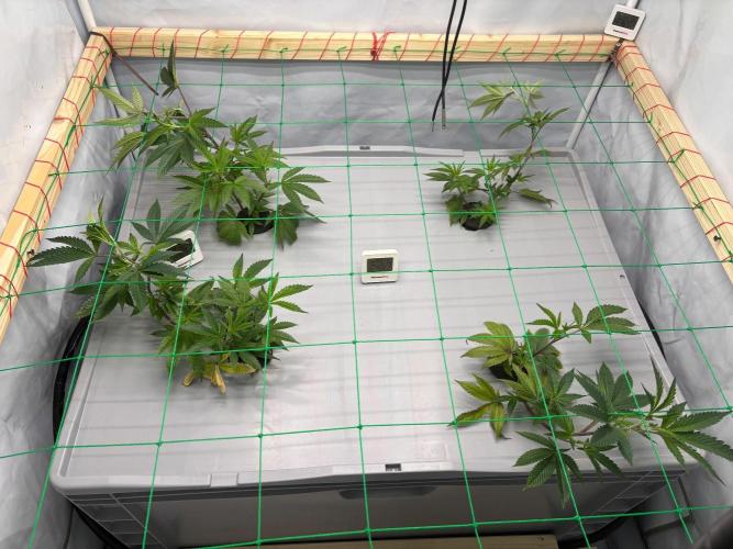 Gorilla Zkittlez in a big box. Week 3 - Day 21
After weaving 
