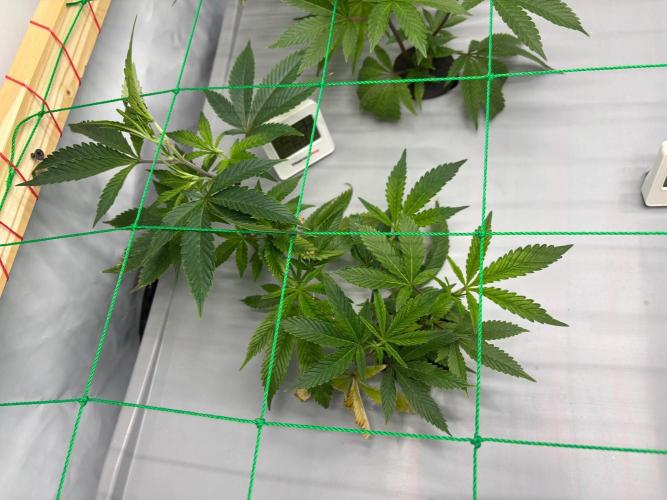 Gorilla Zkittlez in a big box. Week 3 - Day 21
After weaving