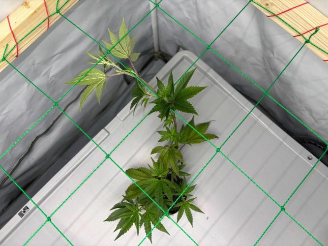 Gorilla Zkittlez in a big box. Week 3 - Day 21
After weaving