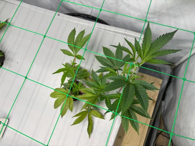 Gorilla Z. Week 3