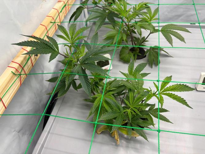 Gorilla Zkittlez in a big box. Week 4 - Day 22