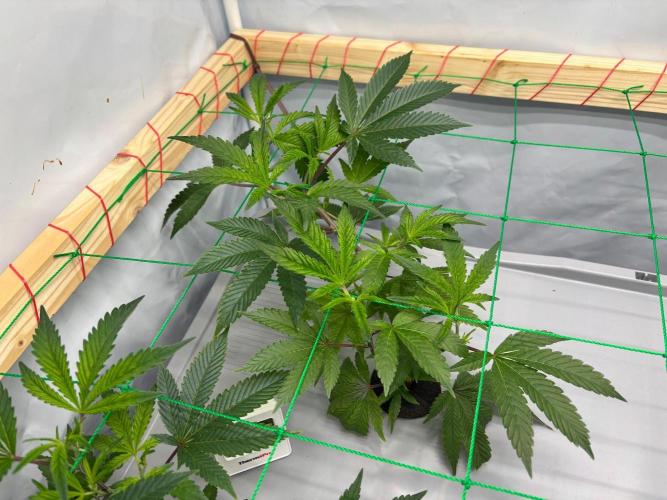 Gorilla Zkittlez in a big box. Week 4 - Day 22