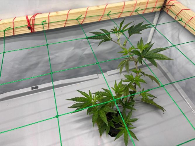 Gorilla Zkittlez in a big box. Week 4 - Day 22