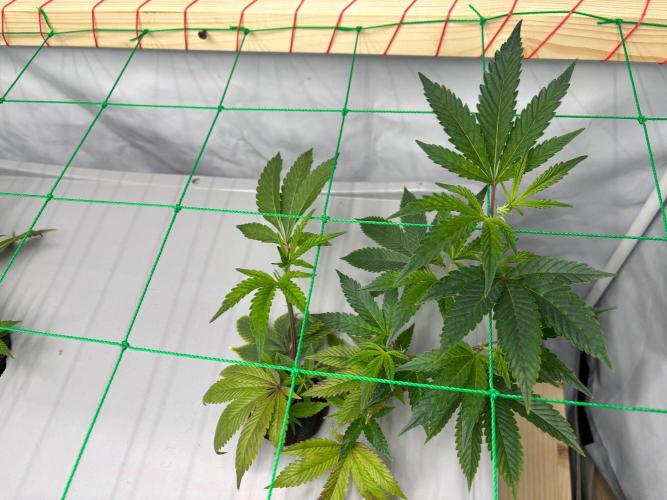 Gorilla Z. Week 4