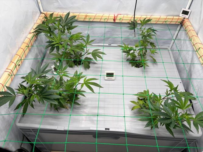 Gorilla Zkittlez in a big box. Week 4 - Day 23