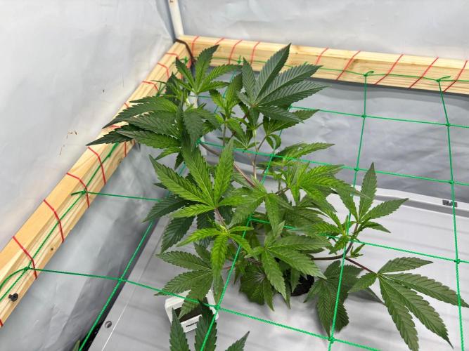 Gorilla Zkittlez in a big box. Week 4 - Day 23