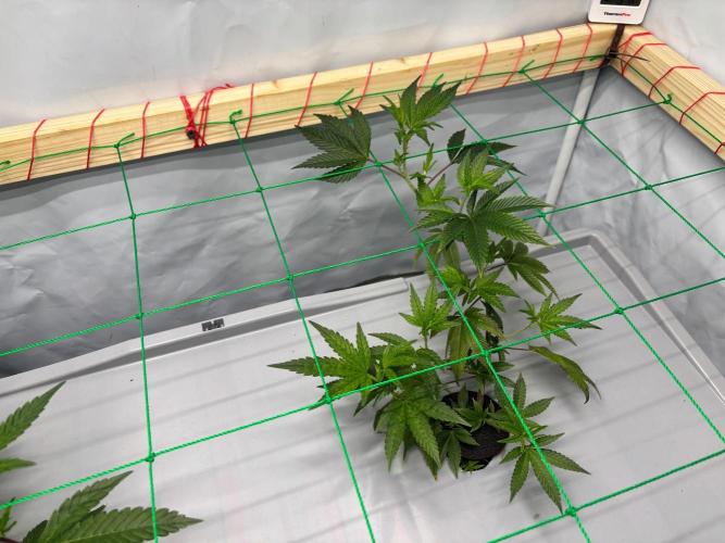 Gorilla Zkittlez in a big box. Week 4 - Day 23