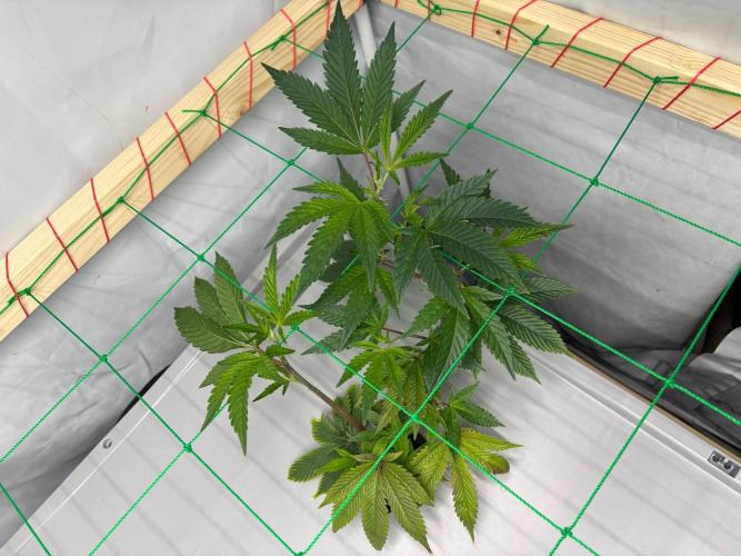 Gorilla Z. Week 4