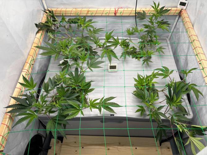 Gorilla Zkittlez in a big box. Week 4 - Day 27