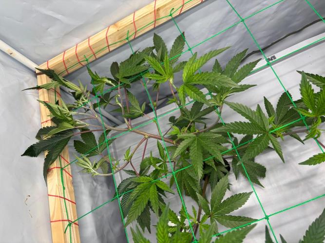 Gorilla Zkittlez in a big box. Week 4 - Day 27