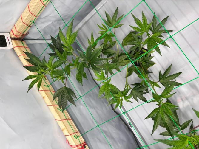 Gorilla Zkittlez in a big box. Week 4 - Day 27