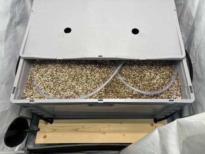 Gorilla Zkittlez in a big box. Week 1 - 70/30 perlite/vermiculite 