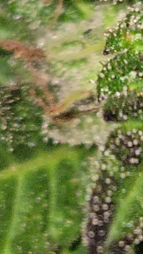 Graine barney's farm / out-door #1