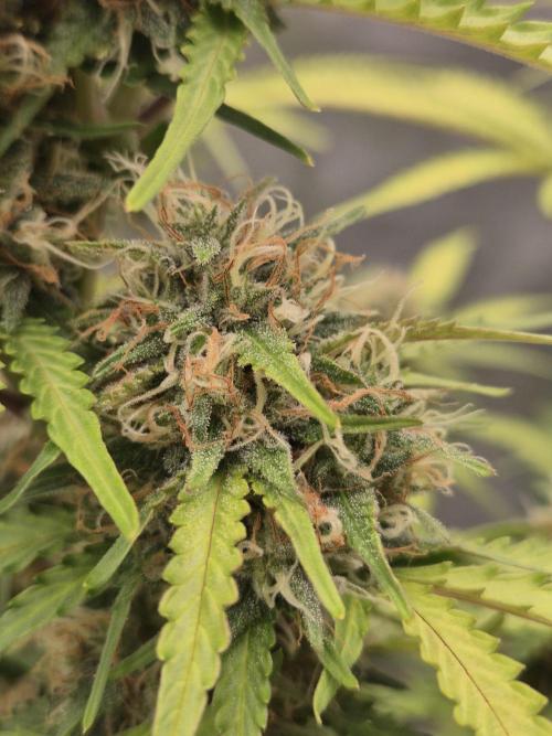 Ben's frosted guava auto report. Week 10