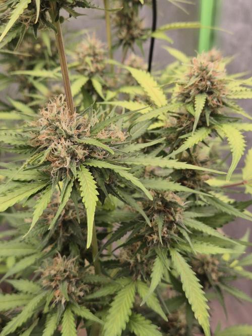 Ben's frosted guava auto report. Week 10