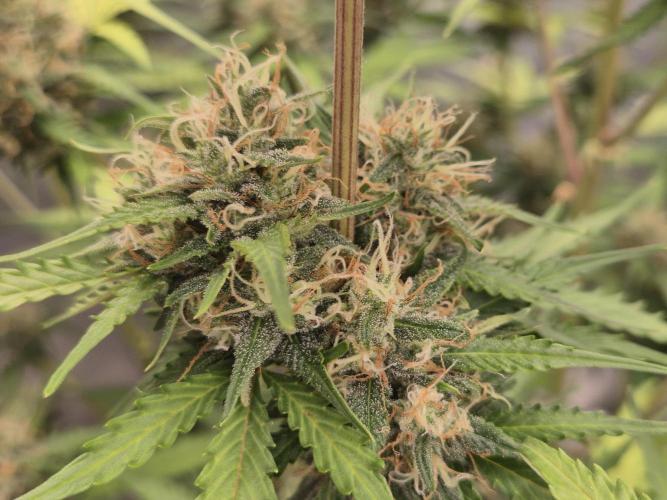 Ben's frosted guava auto report. Week 10