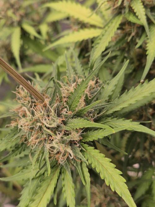 Ben's frosted guava auto report. Week 10