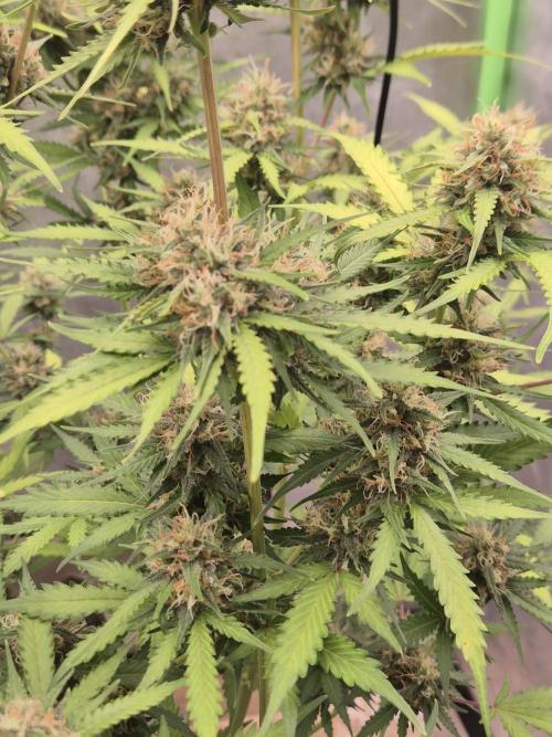 Ben's frosted guava auto report. Week 10