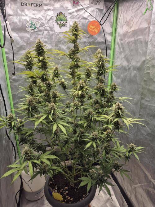 Ben's frosted guava auto report. Week 10 - 🙃