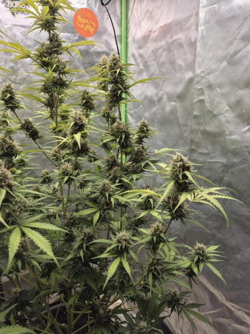 Ben's frosted guava auto report. Week 10