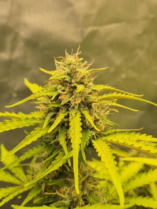 Ben's frosted guava auto report. Week 10