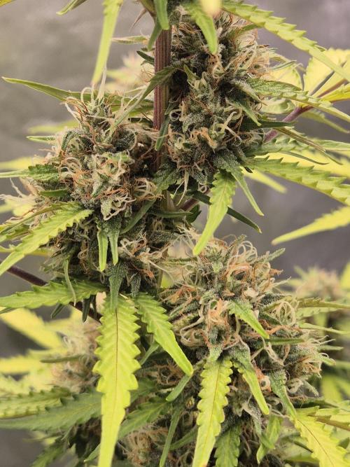 Ben's frosted guava auto report. Week 10