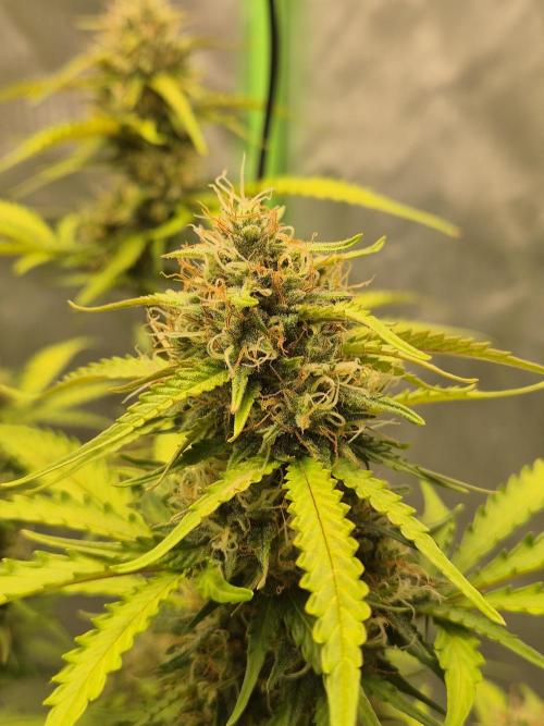 Ben's frosted guava auto report. Week 10