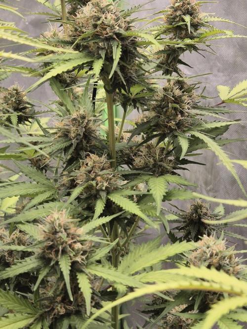 Ben's frosted guava auto report. Week 10