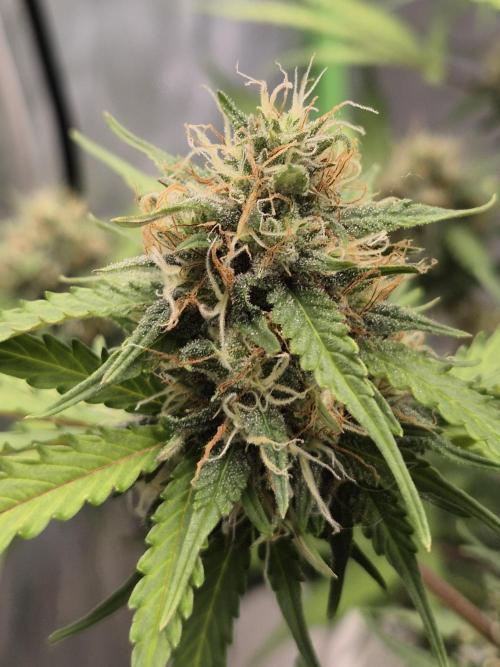 Ben's frosted guava auto report. Week 10