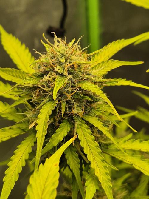 Ben's frosted guava auto report. Week 10