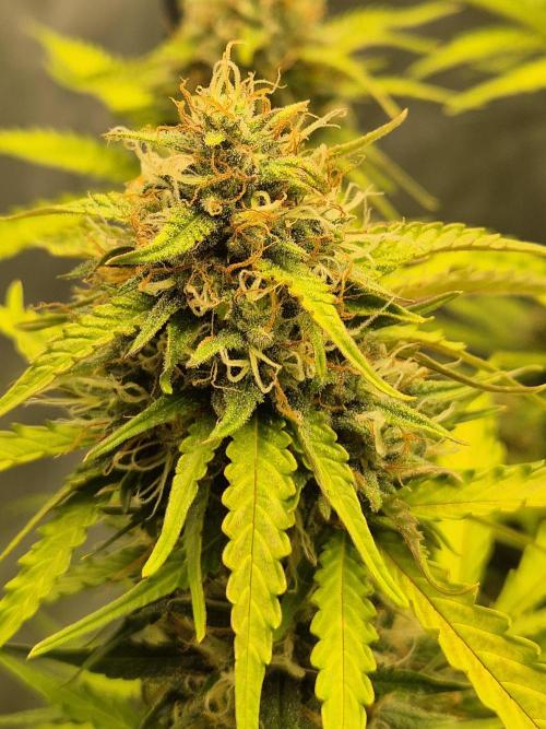 Ben's frosted guava auto report. Week 10