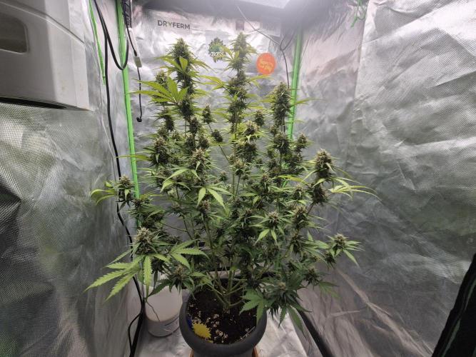 Ben's frosted guava auto report. Week 10