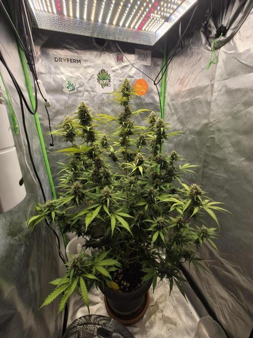 Ben's frosted guava auto report. Week 10