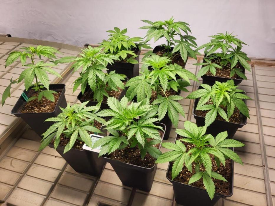 Pheno-Hunting. Week 3