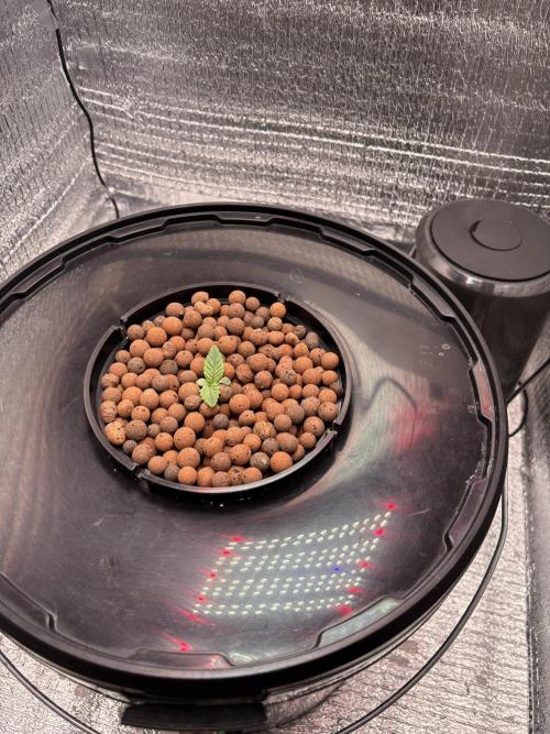 Punches and punches. Week 0 - 07.11