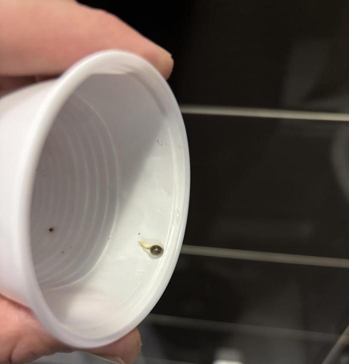 Auto Maria III. Week 0