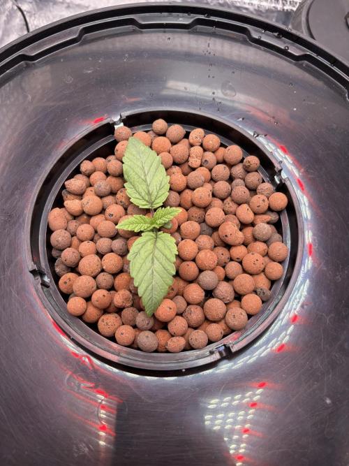 Punches and punches. Week 1