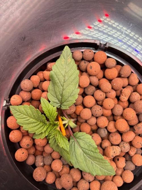 Punches and punches. Week 2 - Started to stretch a little 12/11