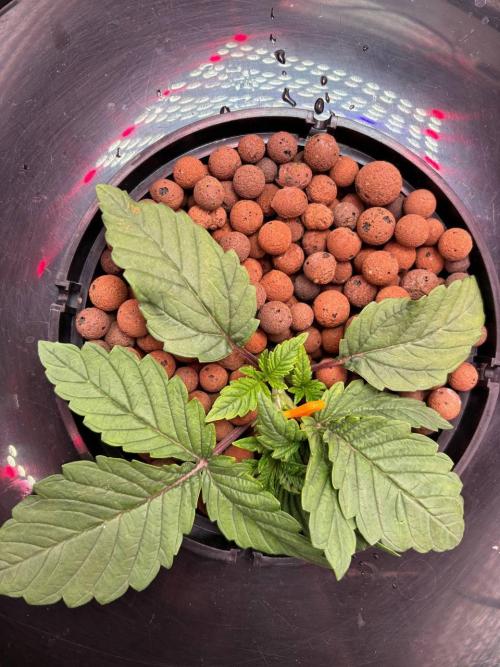 Punches and punches. Week 2 - 14/11