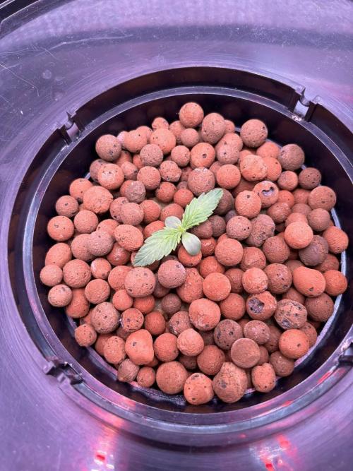 Auto Maria III. Week 1 - 16/11