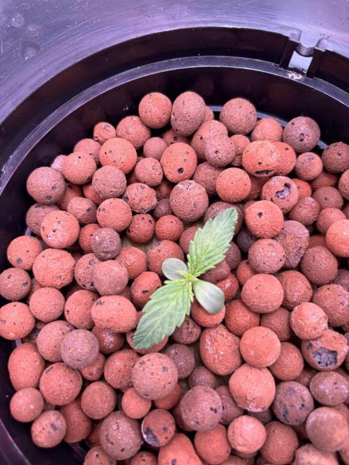 Auto Maria III. Week 1 - 16/11