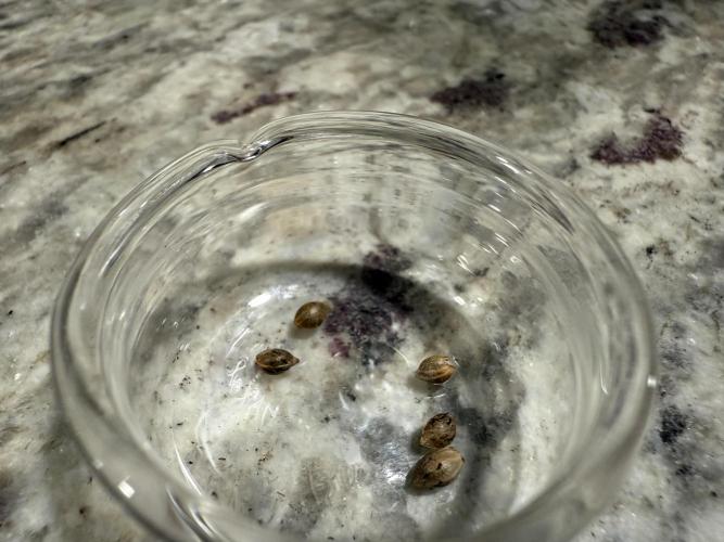 Boardwalk Bubba LIHE. Week 0