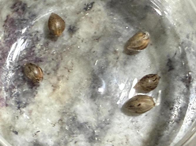 Boardwalk Bubba LIHE. Week 0