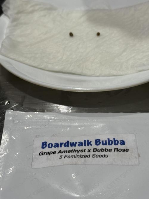 Boardwalk Bubba LIHE. Week 0